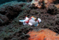   Poissoncrapaud ClownFrogfishAntennarius maculatusAmed Bali Poisson-crapaud Poisson crapaud Clown-Frogfish ClownFrogfish Clown Frogfish  